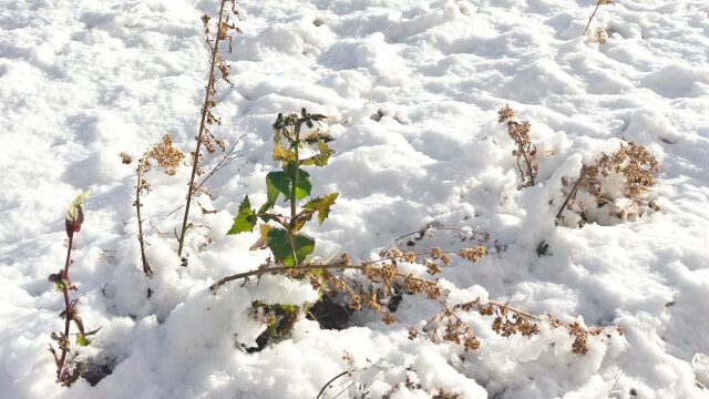 雪解けの今こそ 体のメンテナンス