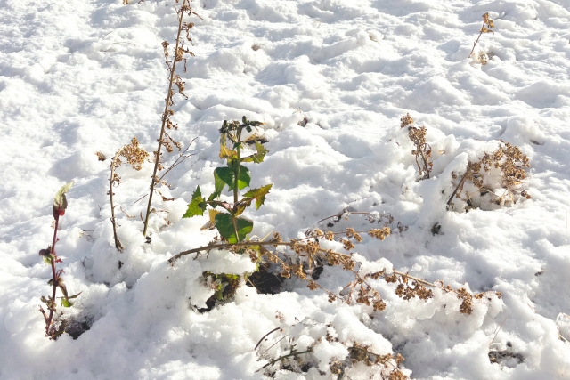 雪解けの今こそ 体のメンテナンス