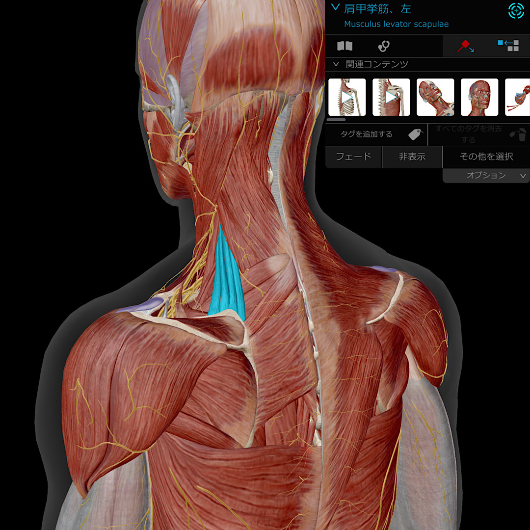 デスクワークの肩こり・首こりが改善した症例｜横手市の鍼灸院 杉沢はりきゅう院

