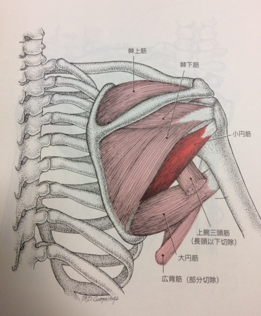 五十肩でお悩みの女性のケース、杉沢はりきゅう院健康美人