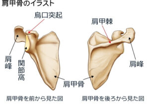 肩の解剖学横手の鍼灸院杉沢はりきゅう院健康美人